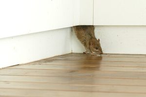 pest control
